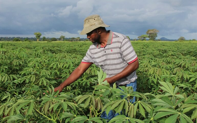 Agricultural Programme In Mozambique