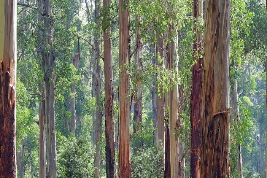 The Eucalyptus Tree In Australia