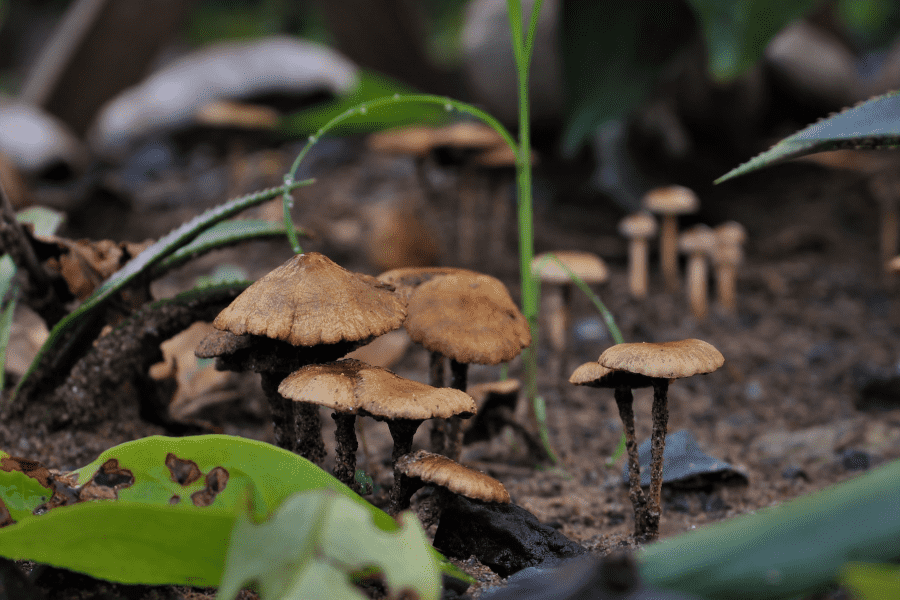 Picking wild mushrooms