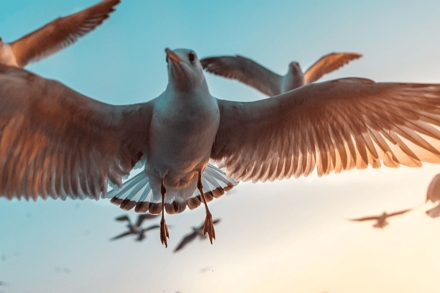 Bird Migration Theory