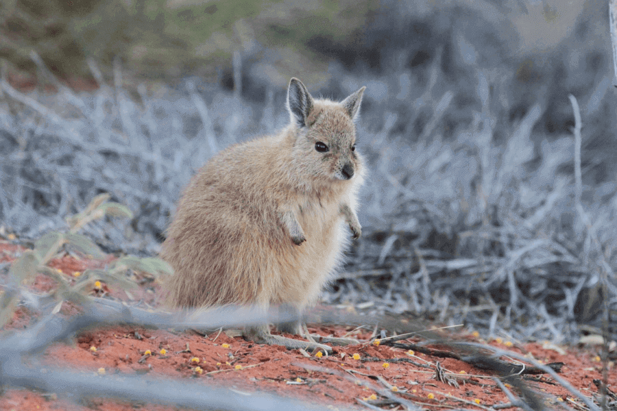 The Rufous Hare-Wallaby