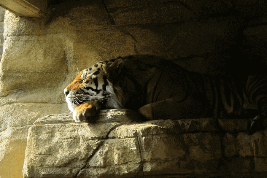 Why Are So Few Tigers Man-Eaters? IELTS Reading Answers with Explanation
