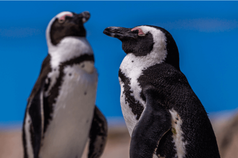 Penguins In Africa