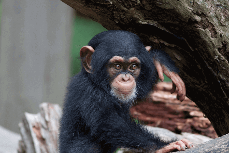 Chimpanzee Behaviours
