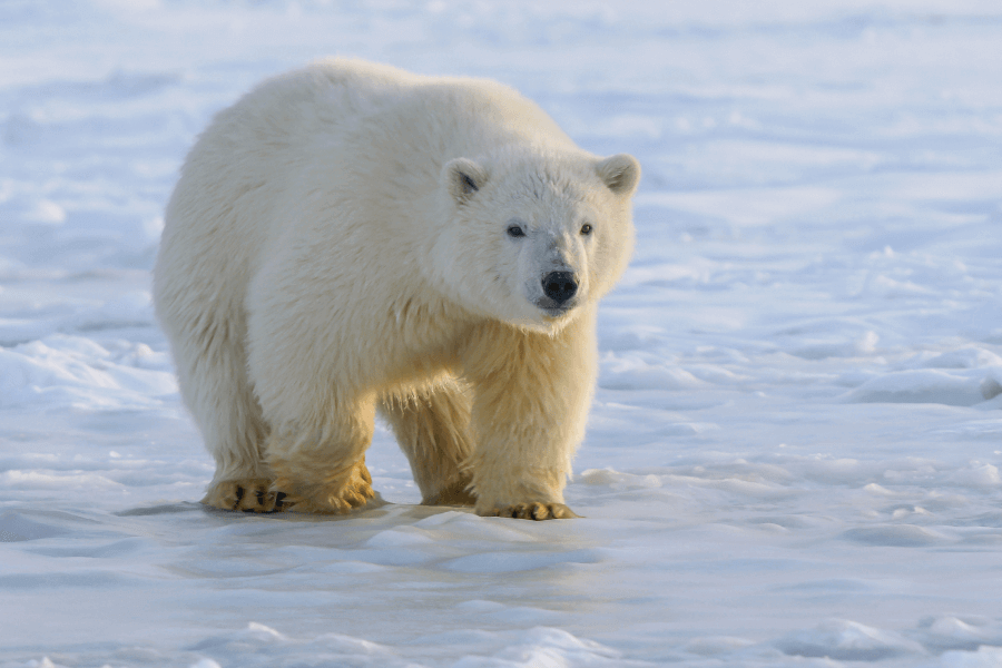 Why we need to protect polar bears
