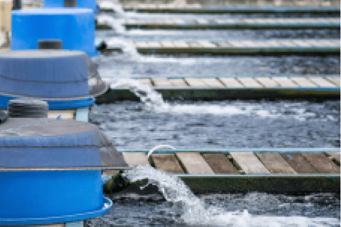 Fish Farming IELTS Listening Answers With Audio, Transcript, And Explanation