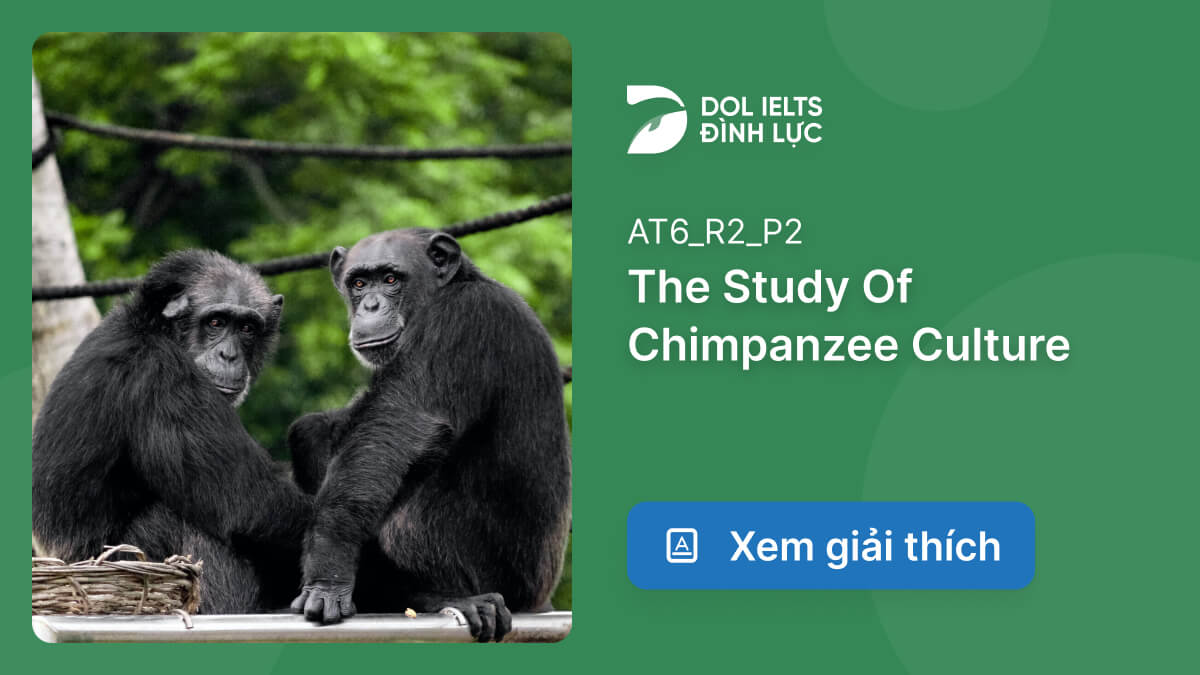 Đáp Án Và Giải Thích The Study Of Chimpanzee Culture | IELTS Reading