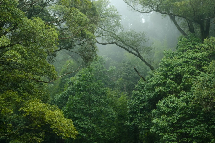 The accidental rainforest