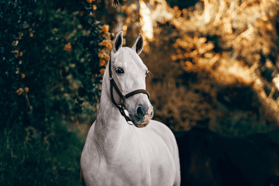 The White Horse of Uffington