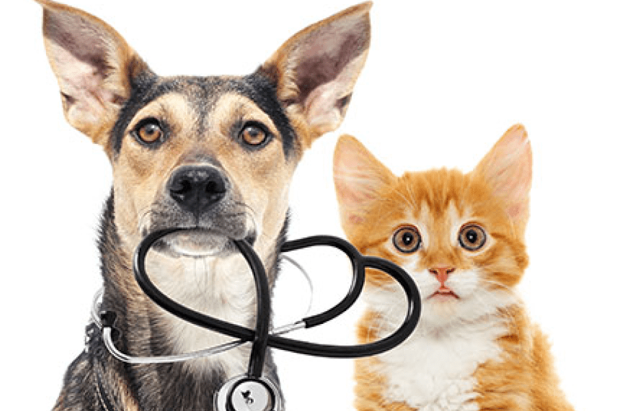 Work experience for veterinary science students