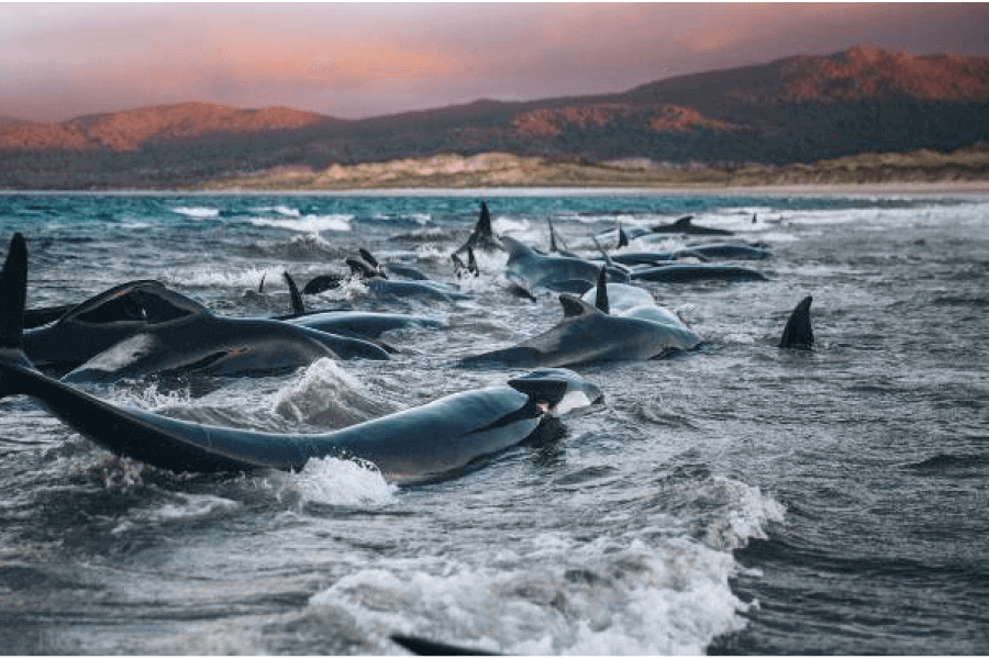 Whale Strandings IELTS Reading Answers with Explanation