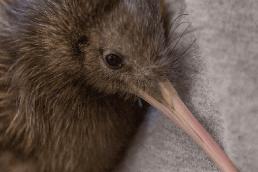 Bird Of New Zealand
