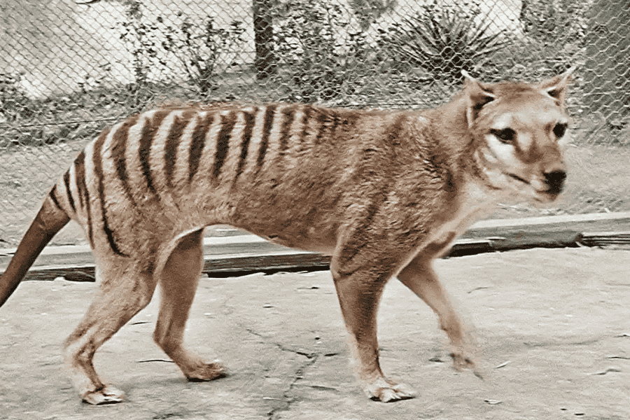 The thylacine