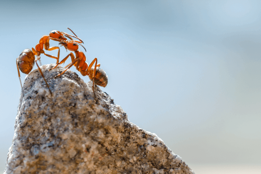Leaf-cutting Ants and Fungus