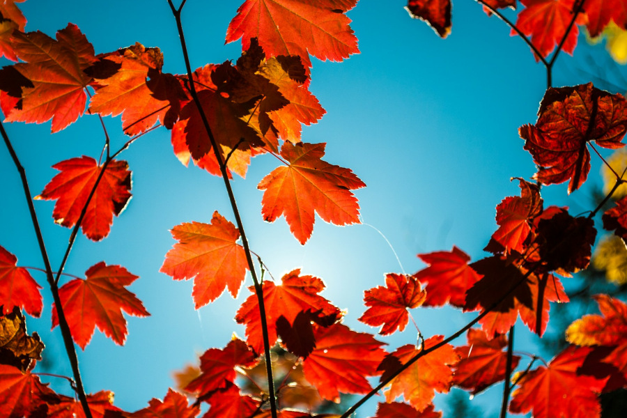 Autumn leaves - IELTS Reading with Practice Test, Answers And Explanation