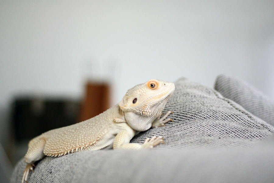 The Sleepy Lizard - IELTS Listening with with Practice test, Audio, Transcript, And Explanation