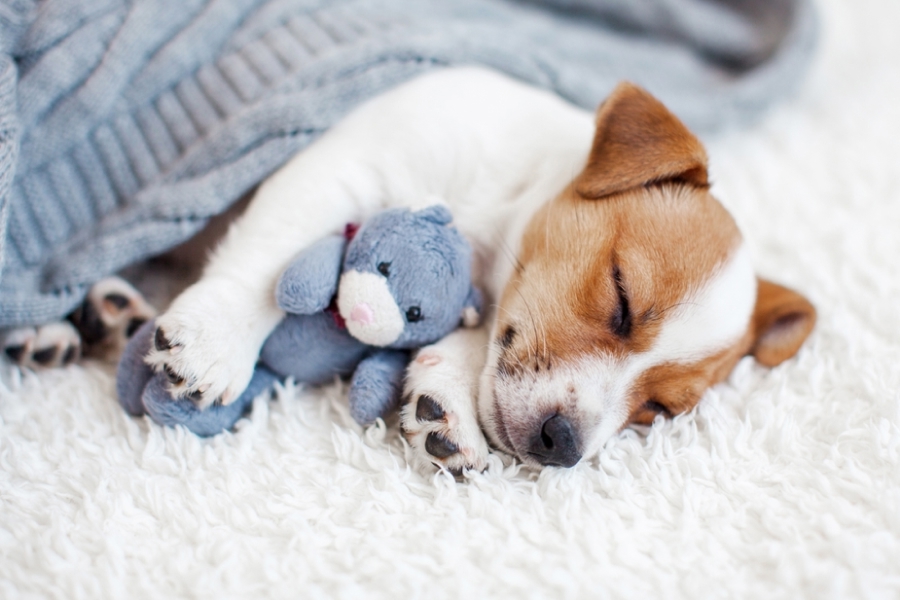 Do animals dream? - IELTS Reading with Practice Test, Answers And Explanation