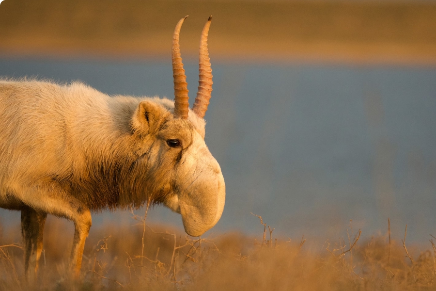Saving the saiga - IELTS Reading with Practice Test, Answers And Explanation