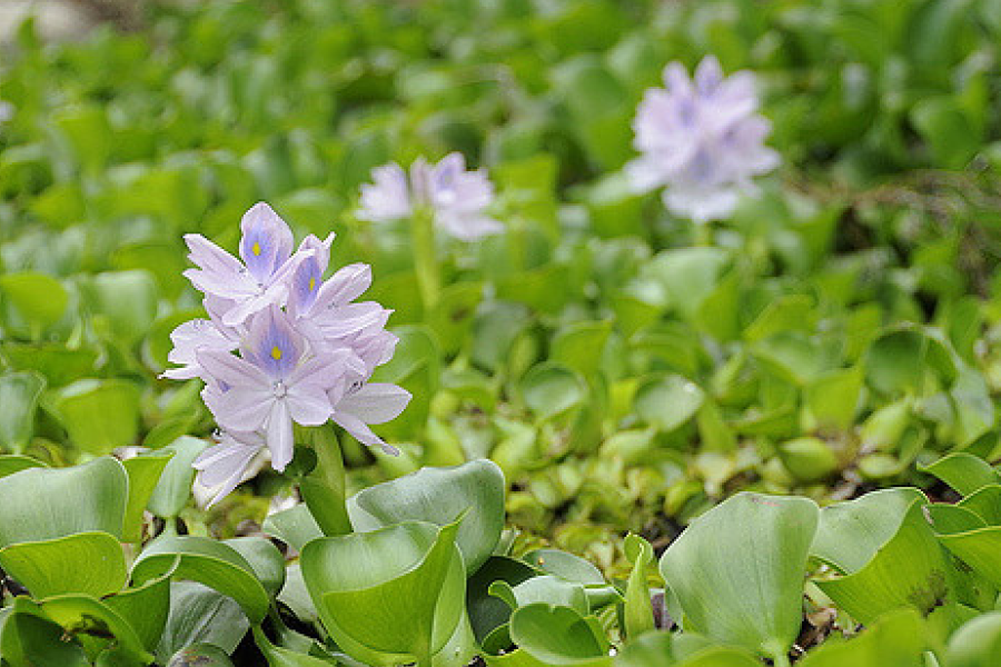 The problems and benefits created by the spread of the water hyacinth in Kenya - IELTS Reading with Practice Test, Answers And Explanation