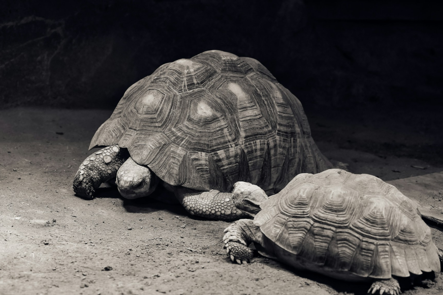 The history of tortoise - IELTS Reading with Practice Test, Answers And Explanation