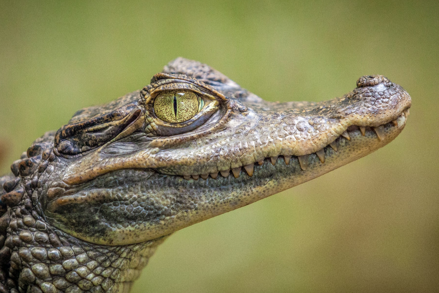 Crocodile Study - IELTS Listening with Practice test, Audio, Transcript, And Explanation
