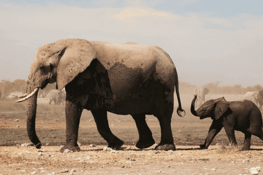 Elephant Communication