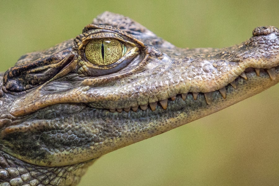 The Evolutionary Mystery- Crocodile Survives