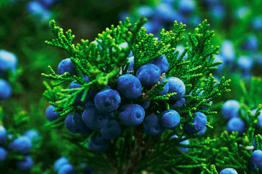 Saving The Juniper Plant IELTS Listening Answers With Audio, Transcript, And Explanation